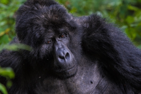 3-dniowe wakacje Bwindi Gorilla Safari w Ugandzie z Kigali