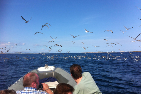 Formentera: Espalmador sightseeing tour, Caves and Hidden Coves with Snorkeling Formentera: Espalmador Tour, Grotte e Cale Nascoste with Snorkeling