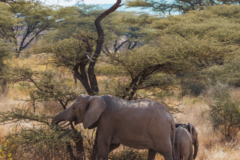 Samburu National Reserves: Optional Village Tour & Swimming