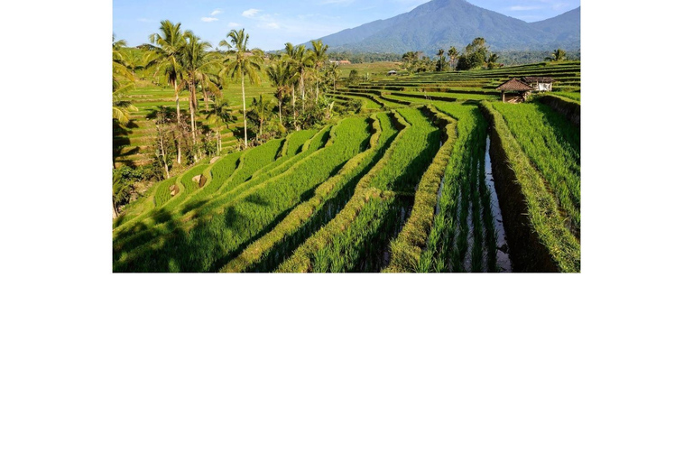 North Bali: Walking on the expanse of jati luwih rice fields