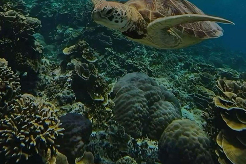 Mirissa Whale Watching, Turtle Snorkeling &Coconut Hill Tour Private Tour from Colombo, Negombo or Mount Lavinia