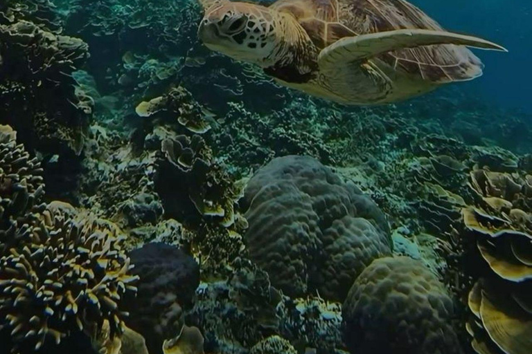 Mirissa Whale Watching, Turtle Snorkeling &Coconut Hill Tour Private Tour from Colombo, Negombo or Mount Lavinia
