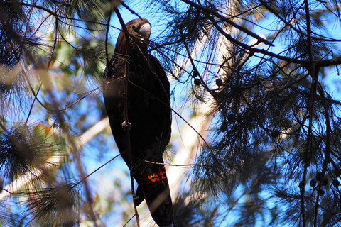 Safari nella fauna selvatica di Sydney