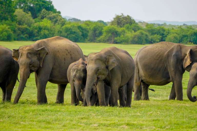 Morning Minneriya and Evening Kaudulla Full Day Safari