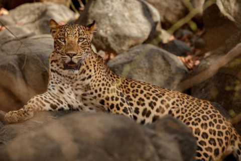 Jaipur: Amagarh Leopard Reserve Safari Private Tour