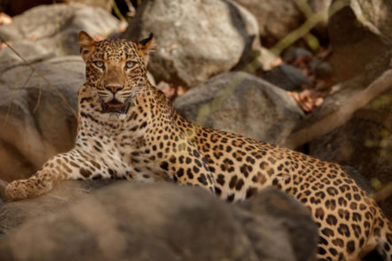 Jaipur: Amagarh Leopard Reserve Safari Private Tour