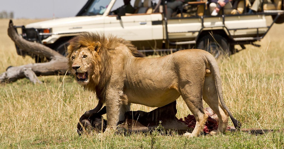 8Days Kenya and Tanzania Highlight Safari GetYourGuide