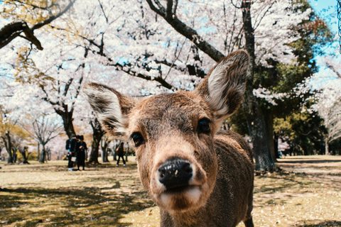 Nara: Tour Privado com Parque dos Veados e TemplosNara: Tour Privado com Parque de Veados e Templos