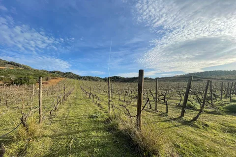 Passeggiata nel nostro vigneto e aperitivo