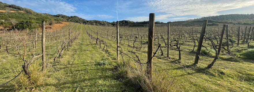 Promenade dans notre vignoble et apéritif