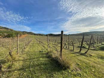 Walk through our vineyard and aperitif