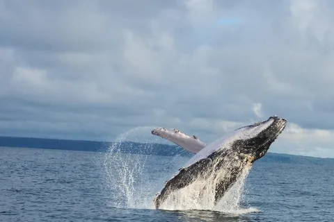 Parco Nazionale Marino Ballena: Osservazione di balene e delfini