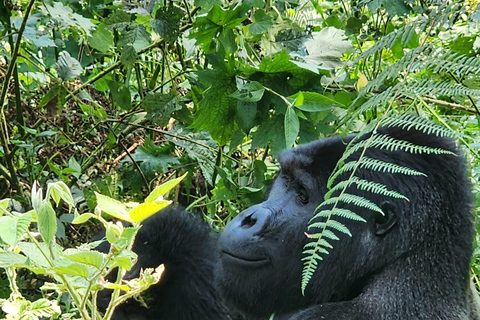 Bwindi Inpenetrable NP: 3-Day Gorilla Trekking Trip-