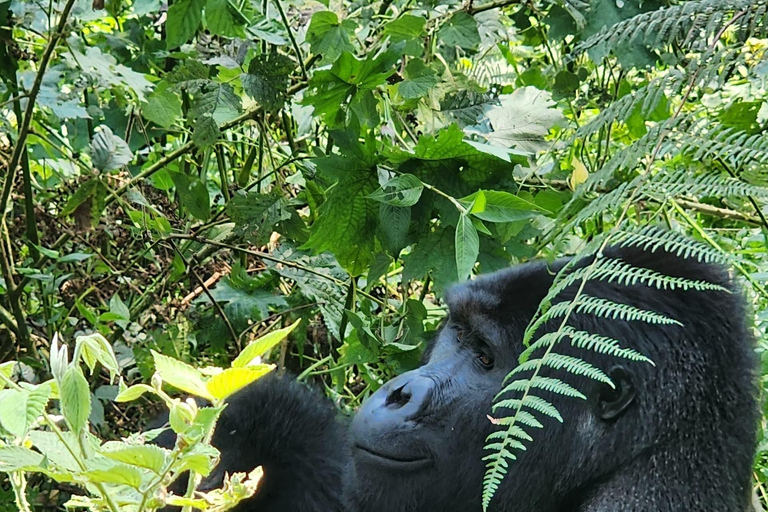 Bwindi Inpenetrable NP: 3-Day Gorilla Trekking Trip-