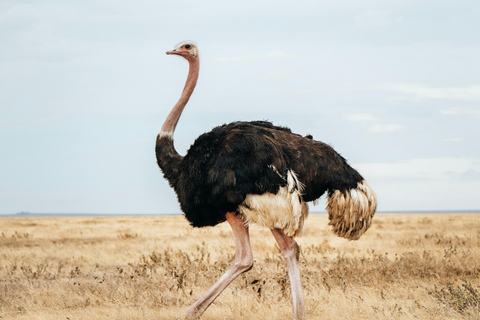 Safari privé de luxe de 2 jours au Ngorongoro depuis Zanzibar