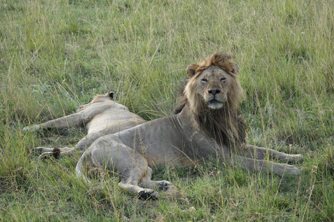 safari en grupo de 3 días y 2 noches a Maasai Mara en furgoneta safari