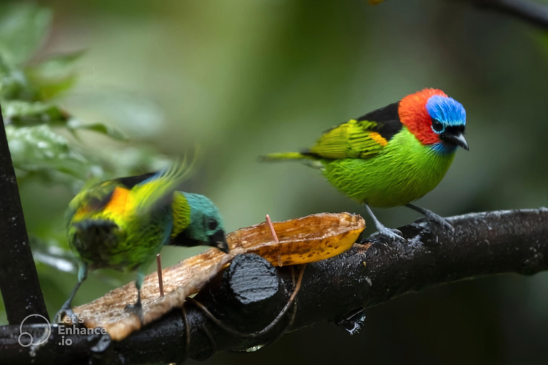 São Paulo & Atlantic Forest: Serra do Mar State Park Tour