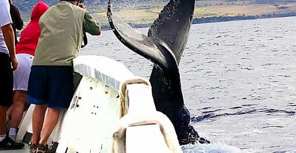 Honolulu: Waikiki Whale Watching Cruise