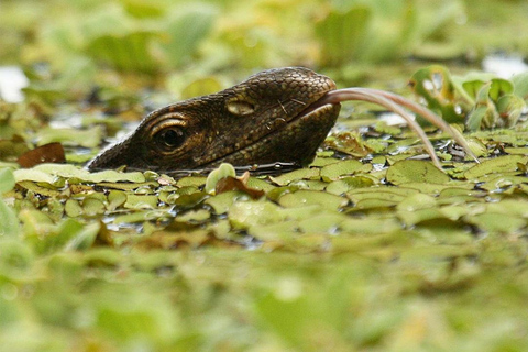 Birdwatching Walk in Thalangama Wetland from Colombo