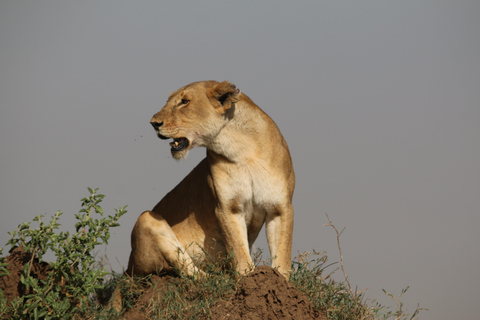 Cheap 2-night Serengeti Experience