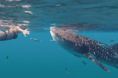 Swim with Whale Sharks in La Paz