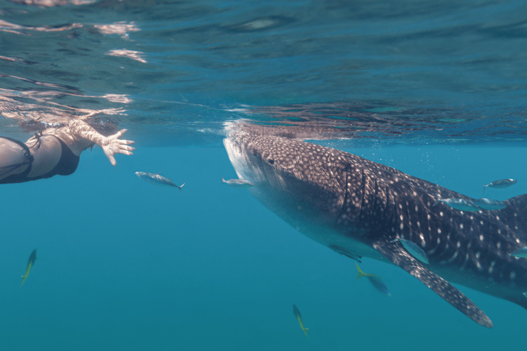 Swim with Whale Sharks in La Paz