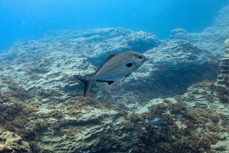 Vila Franca Islet: Snorkeling Inside the Crater