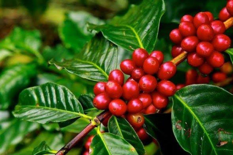 Ubud : Sacred Monkey Forest, Waterfall, Temple & Swing Tour Full-Day Tour Without Entry Fees