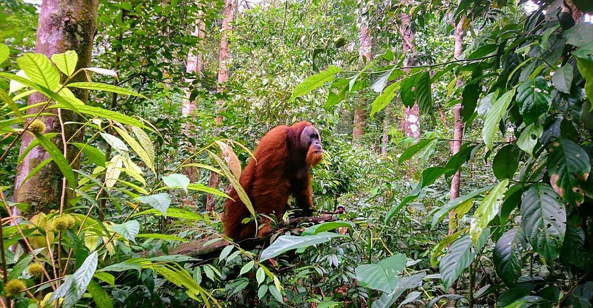 2 Days 1 Night Orangutan Trek Bukit Lawang - Housity