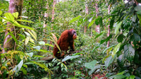 2 giorni 1 notte Orangutan Trek Bukit Lawang - Housity
