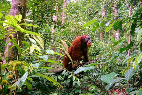 2 giorni e 1 notte di Orangutan Trek Bukit Lawang