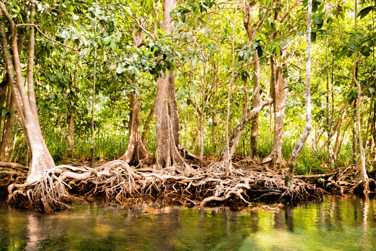 Krabi: Passeio de caiaque em South Kayak Klong RootMeio dia de caiaque em Klong Root e natação