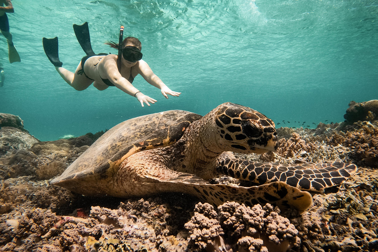 De Gili Air : Snorkeling com tartarugas e estátua subaquáticaViagem de Snorkeling em Grupo - 5 Horas