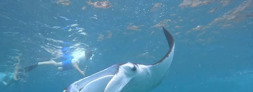 Depuis Lembongan : snorkeling, mangrove et visite