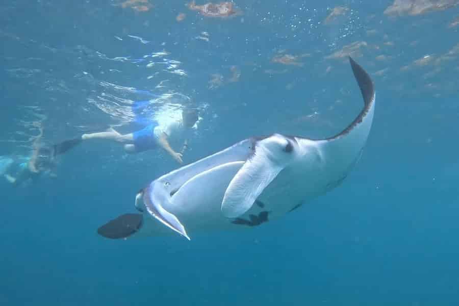 Ab Lembongan: Schnorcheln an 3 Orten, Mangroven- und Landtour. Foto: GetYourGuide