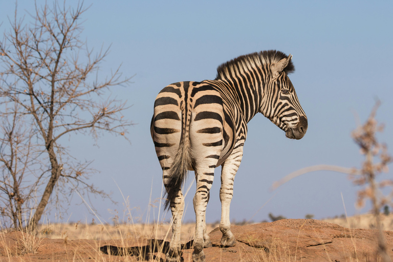 Nairobi: 3-Day Maasai Mara Safari with Game Drives Nairobi: 3-Day Maasai Mara 4 x 4 Safari Al inclusive