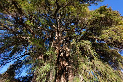 أواكساكا: جولة بالدراجة إلى شجرة التول