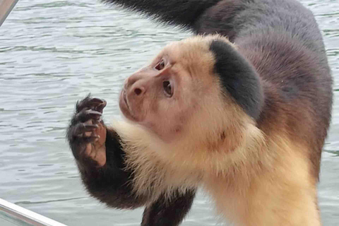 Excursión a las Esclusas de Miraflores y la Isla de los Monos del Canal de PanamáVisita compartida