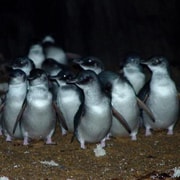 From Launceston: Low Head Penguin Tour with Transfer
