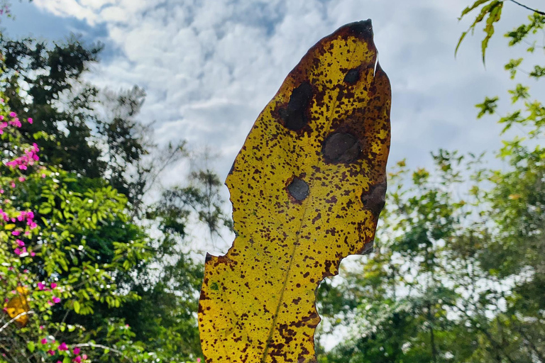 Cat Ba: Half Day Trekking to Visit Cat Ba National Park