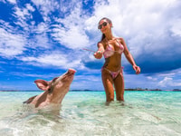 Pigs Beach & Turtle Encounter Group Tour - Housity