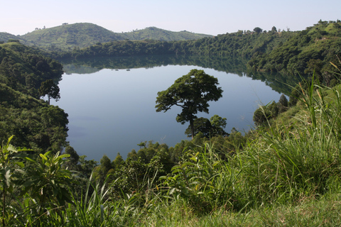 Parque Florestal de Kibale: 3 dias de rastreamento de chimpanzés e lagos da cratera