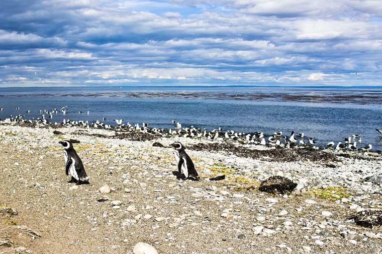 Punta Arenas: Magdalena Marta Islands Bootstour Nur im Sommer