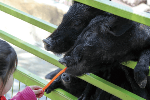 Jeju: UNESCO-Listed Southern Authentic Day Tour