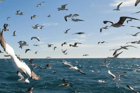 Le Grau-du-Roi: Seabird Watching Naturalist Cruise