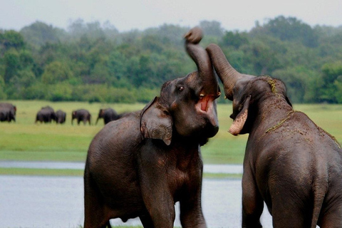 Sri Lanka: 7-Day Private Tour with Guide and Transfers