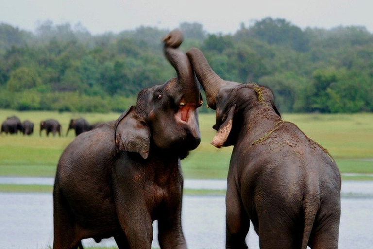 Sri Lanka: 7-Day Private Tour with Guide and Transfers