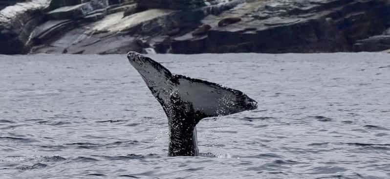 The BEST Caleta Chañaral Dolphin & whale watching 2024 - FREE ...