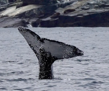 Full Day Whale Watching Marine Reserve Isla Chañaral
