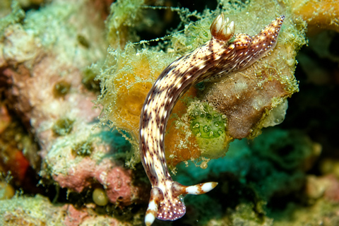 Lombok: Secret Gilis Island-Hopping and Snorkeling Tour